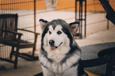 husky collie mix fi.